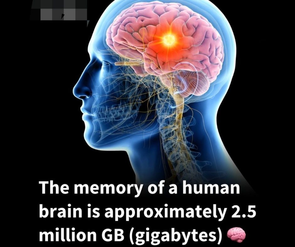 Human Brain