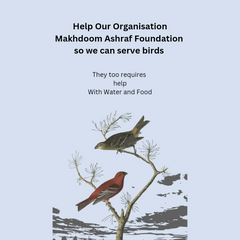 Collection image for: Supporting Animals & Birds